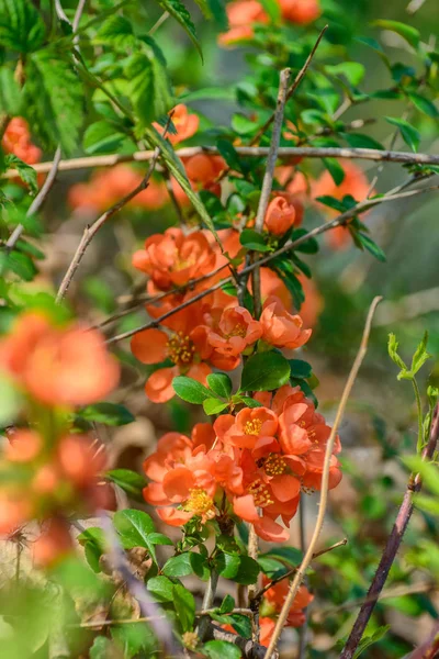 Ramo da árvore do marmelo com flores contra o borrão — Fotografia de Stock