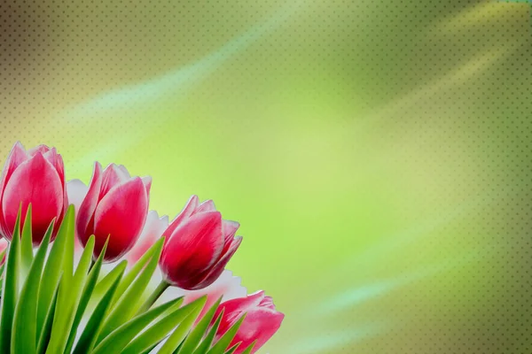 Red tulips on lime background — Stock Photo, Image