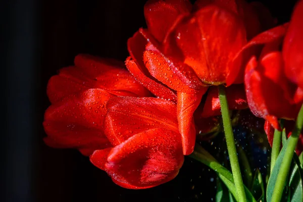 Tulipanes rojos sobre negro — Foto de Stock