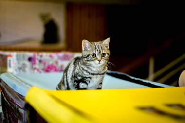 Küçük yavru kedi doğurmak egzotik stenografi.