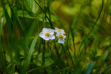 Yabani Çilek Çiçeği Otların arasında Beyaz