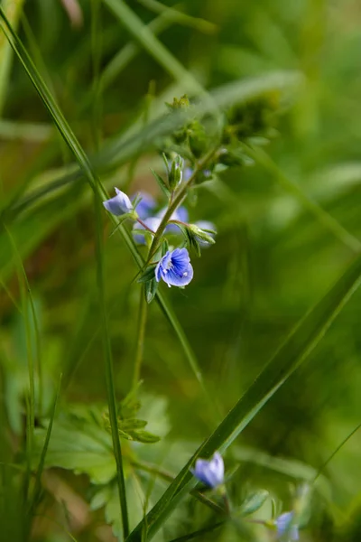 Голубой цветок в зеленой траве — стоковое фото