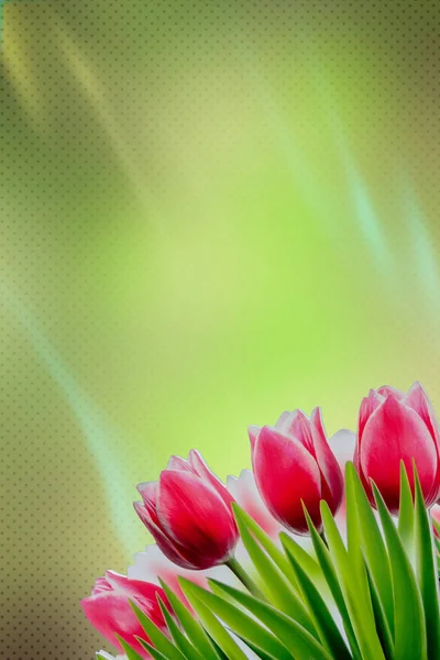 Red tulips on lime background — Stock Photo, Image