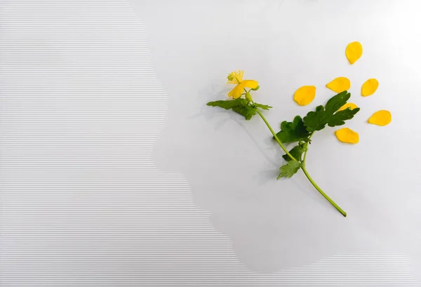 Conceptual work. Woman and nature. Flower and the silhouette of a woman head on a white background.