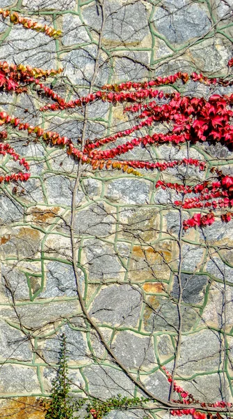 Yabani üzüm kırmızı tuğla duvar