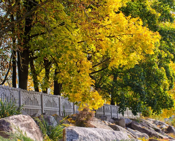 Árboles de otoño en el parque. — Foto de Stock