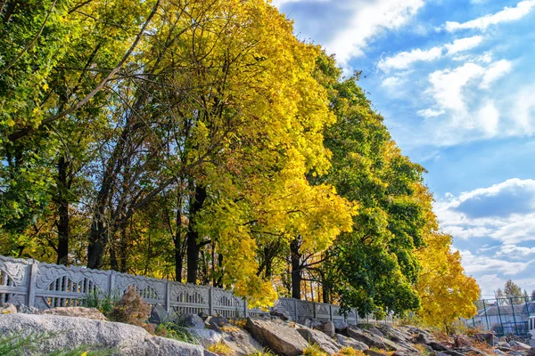 Осінні дерева в парку . — стокове фото