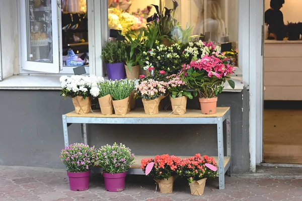 Vases with flowers in Flower shop