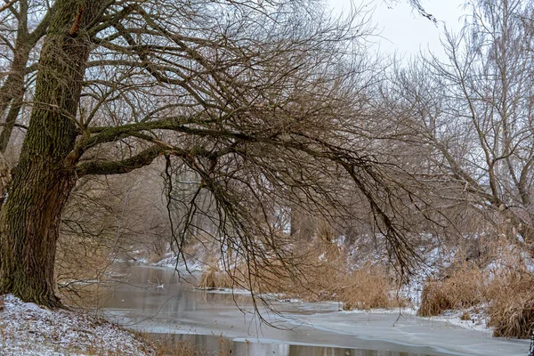 Paisaje invernal. Árbol grande cerca de un río congelado . — Foto de Stock