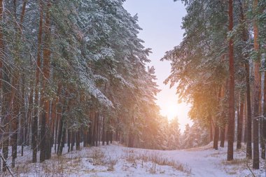 Kışın beyaz Don ağaçlarda. Tonlama