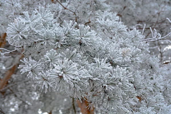 Drzewa w zimie w szron — Zdjęcie stockowe