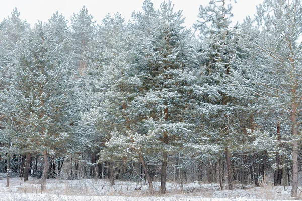 Trees in winter in a white frost. — Stock Photo, Image