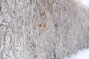 Çit kış frost dallarında kaplı.