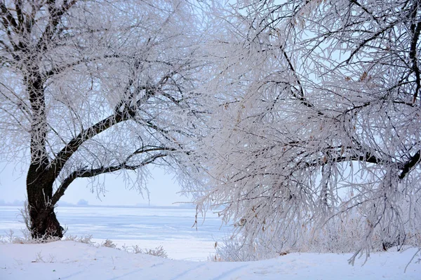 Árboles blancos esmerilados en invierno . — Foto de Stock