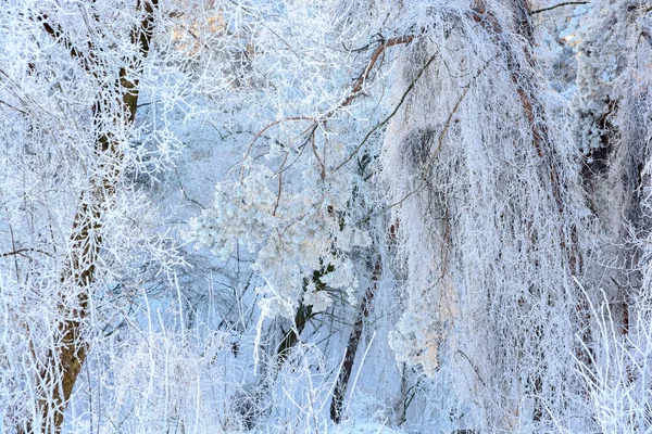 Kışın beyaz Don ağaçlarda