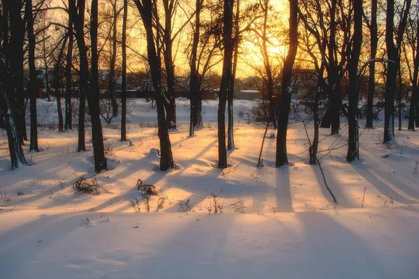 Puesta de sol de invierno entre los árboles — Foto de Stock