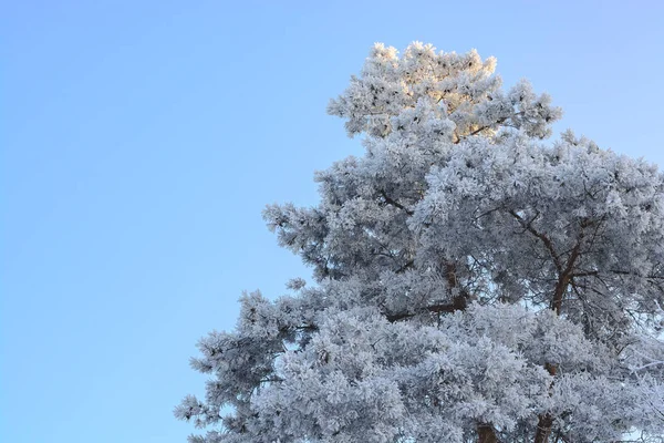 Bomen in de winter in een white frost — Stockfoto