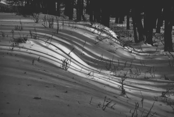 Sombra de árvores de inverno na neve. B W foto — Fotografia de Stock