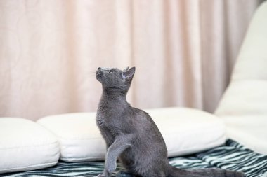 Genç safkan atya kedi. Doğurmak Rus mavi