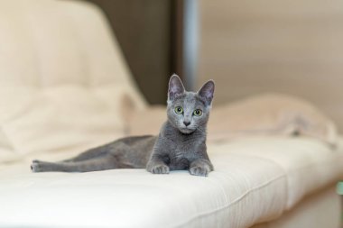 Genç safkan atya kedi. Doğurmak Rus mavi