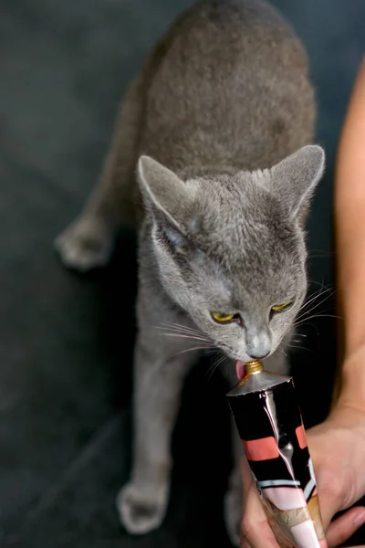 Девушка кормит кота из трубки. Порода русская голубая — стоковое фото