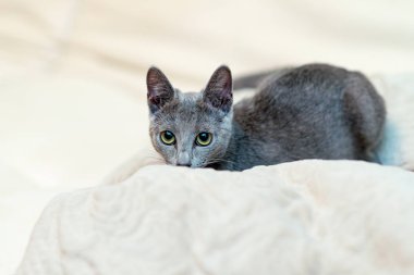 Genç safkan atya kedi. Doğurmak Rus mavi