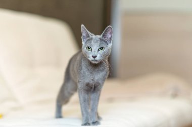 Genç safkan atya kedi. Doğurmak Rus mavi