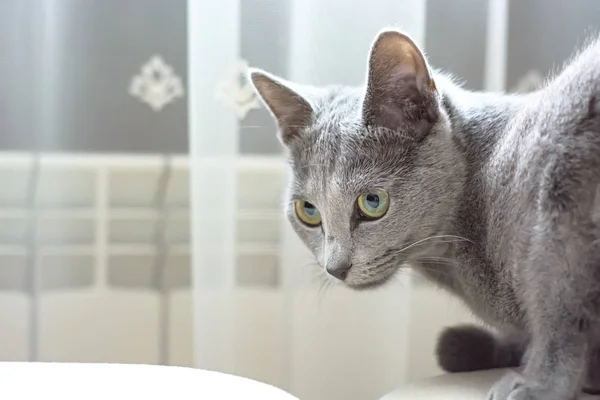 Портрет чистокровной кошки. Порода русская голубая — стоковое фото