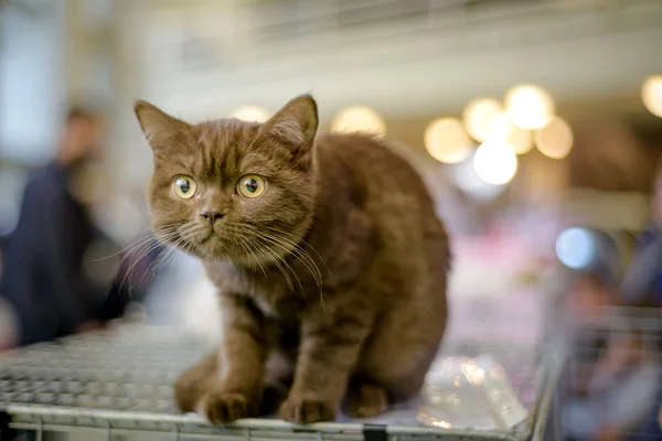 Gato de la raza SCOTTISH-STRAIT SCOTTISK RECTÁNGULO CAT — Foto de Stock