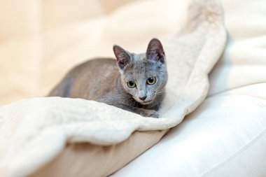 Genç safkan atya kedi. Doğurmak Rus mavi