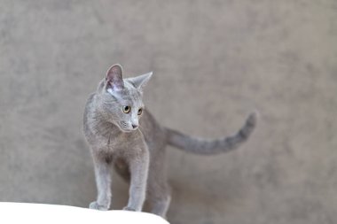 Genç safkan atya kedi. Doğurmak Rus mavi