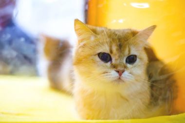 Yavru kedi Britanya ile ilgili stenografi limon renk