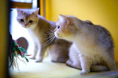 Kedi doğurmak Burmilla stenografi