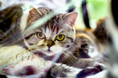 Kedi doğurmak Britanya ile ilgili stenografi gri