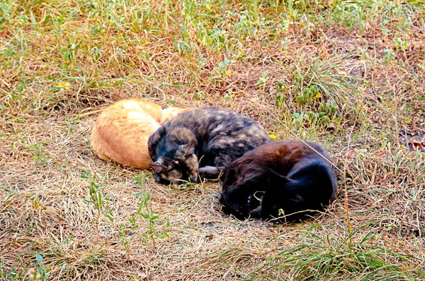 Üç kedi sokakta çimenlerin üzerinde yatıyor musun — Stok fotoğraf