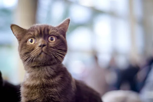 Кот породы SCOTTISH-STRAIT SCOTTISK RECTANGLE CAT — стоковое фото