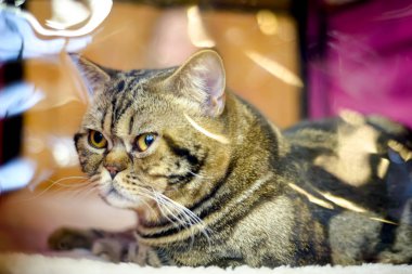 Kedi doğurmak egzotik stenografi