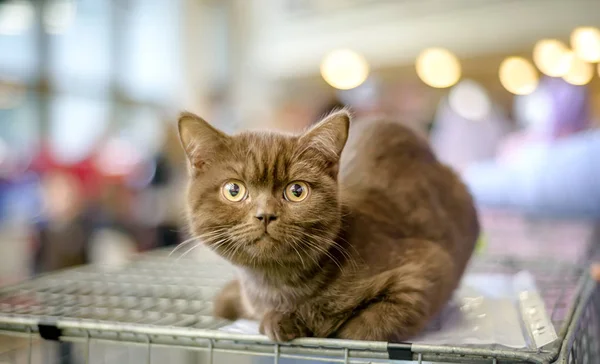 Gato de la raza SCOTTISH-STRAIT SCOTTISK RECTÁNGULO CAT —  Fotos de Stock