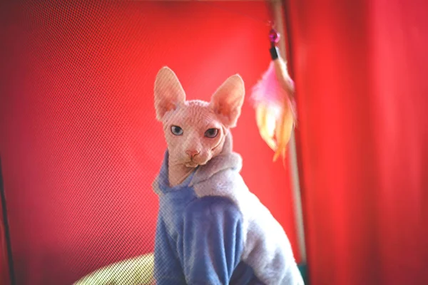 Kedi Sphynx doğurmak. Mavi gözlü kel kedi. — Stok fotoğraf