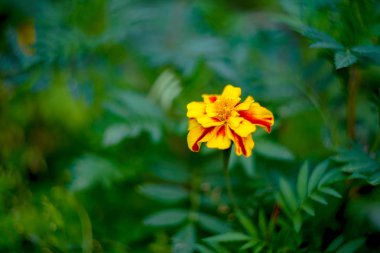 Marigolds turuncu çiçekler