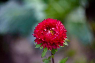 Bir çiçek yeşil bir arka plan üzerinde kırmızı renk