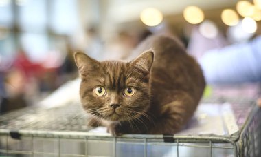 Kedi İskoç-boğaz Scottisk dikdörtgen kedi doğurmak 