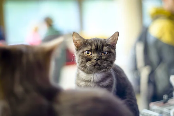 Two cats of Scottish breed