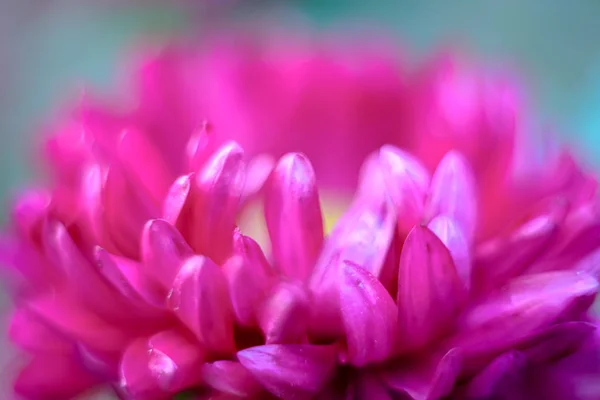 Fondo floral rosa — Foto de Stock