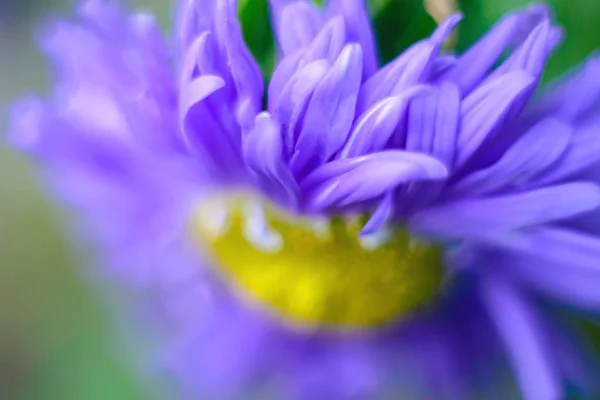 Fondo floral en color violeta y amarillo. Foto borrosa — Foto de Stock