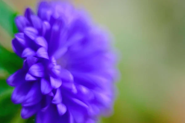 Fond floral de couleur violette. Photo floue — Photo