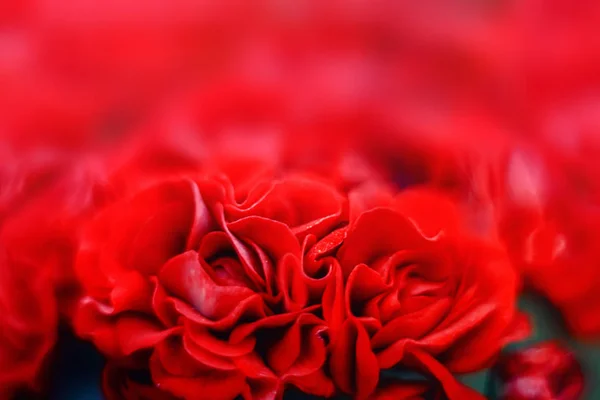 Fondo floral rojo — Foto de Stock