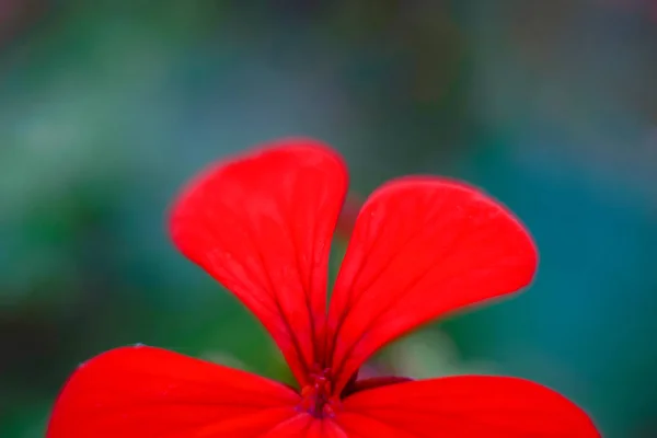 Fondo floral rojo — Foto de Stock
