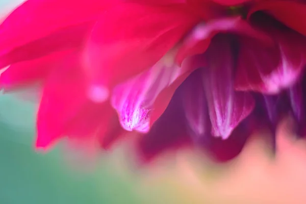 Rote Dahlienblüte auf grünem Hintergrund — Stockfoto