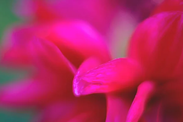 Rote Dahlienblüte auf grünem Hintergrund — Stockfoto